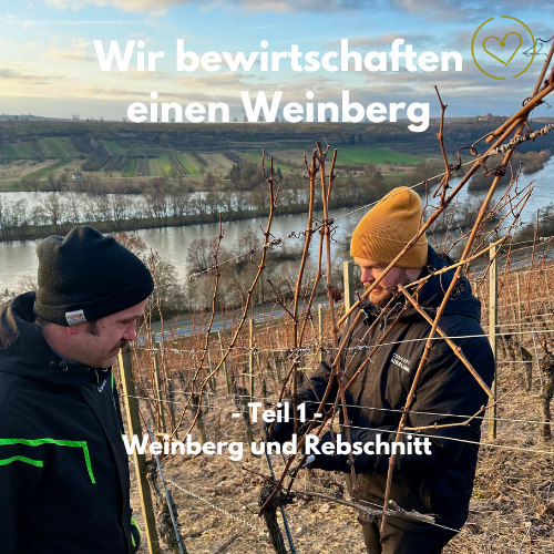Wir bewirtschaften einen Weinberg (Teil 1 - Weinberg und Rebschnitt)