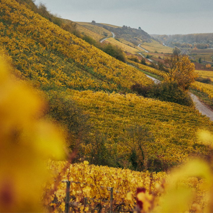 Roter Hang: Eine Reise durch das Riesling Paradies am Rhein (von Max Kaindl)